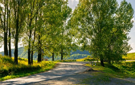 trees by the serpentine road in mountains. beautiful nature scenery in mountainous area. lovely transportation background