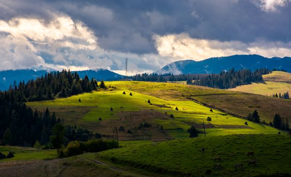 mountainous rural area on a cloudy day. gorgeous light on rolling hills with haystacks and spruce forest. mountain ridge in the far distance.