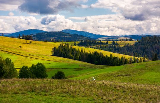 forested grassy hills on a cloudy day. lovely landscape of Carpathian mountains in autumn