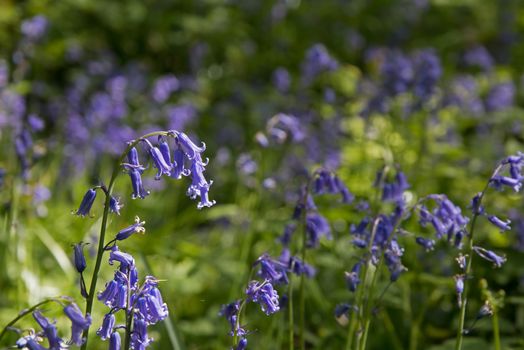 Native English Bluebells in Sussex woodland during Springtime.