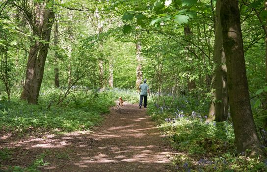 Unidentifiable person walking dog through English Bluebell woods.
