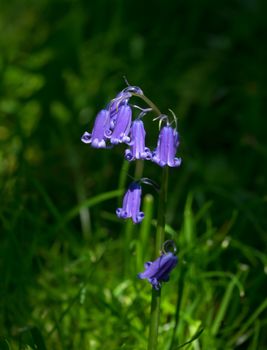 Native English Bluebells in Sussex countryside during Springtime.
