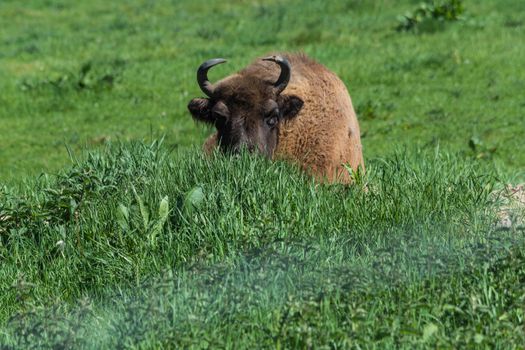 Bison in glacial wild reserve in the Neander Valley in a green meadow