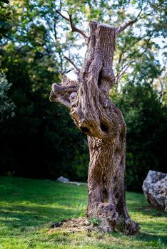 Trunk of old olive tree in public park
