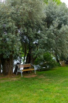 Olive trees as decoration in public park, mediterranean style, bench under olive tree