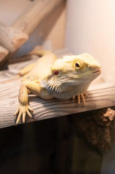 Agama or bearded dragon on a branch