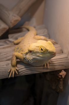 Agama or bearded dragon on a branch