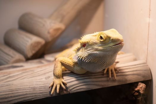 Agama or bearded dragon on a branch