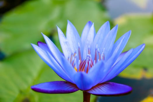 A violet water lily flower with green leaves behing.