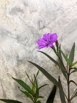 The power of purple of Ruellia tuberosa