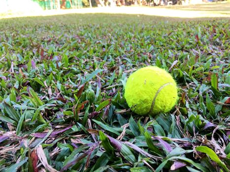 Tennis balls on the lawn.