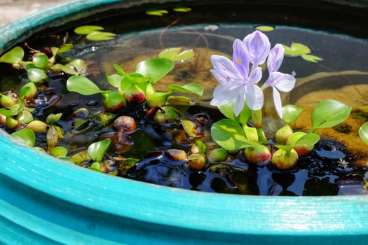 Purple flowers of water hyacinth In the green bath,Eichhornia crassipes(Common water hyacinth)