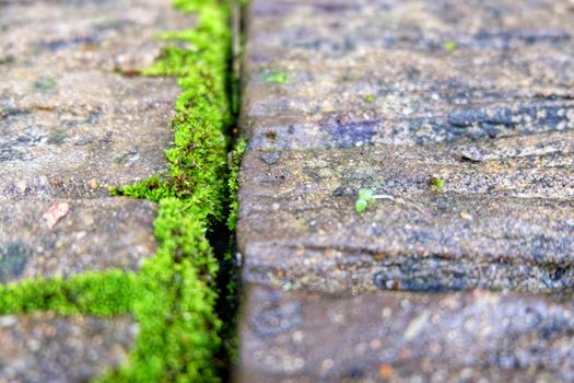 The green moss growing on concrete.