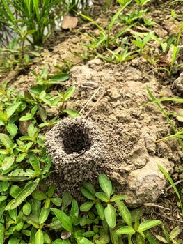 Ant's Nest
