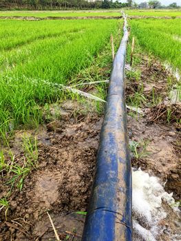 water Leaking out of pipe in rice growing area.