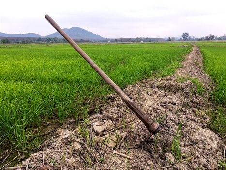 Spade in the rice field,The spade is in the rice paddies.