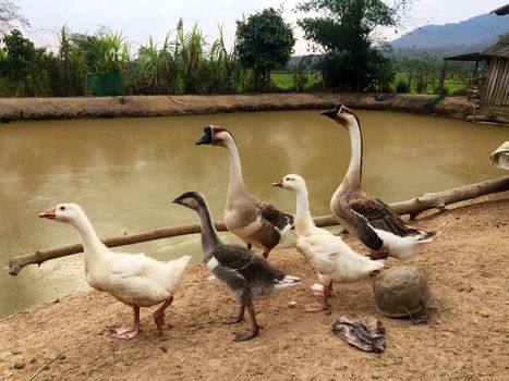 Herd of goose in an independent farm
