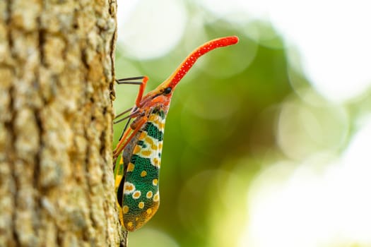 colorful  Pyrops candelaria Insect,Asian Thailand
Couple Lanternfly colorful insect