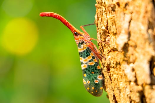 colorful  Pyrops candelaria Insect,Asian Thailand
Couple Lanternfly colorful insect