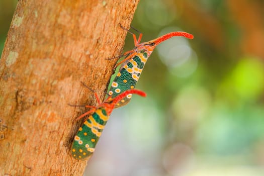 colorful  of two Pyrops candelaria Insect,Asian Thailand
Couple Lanternfly colorful insect