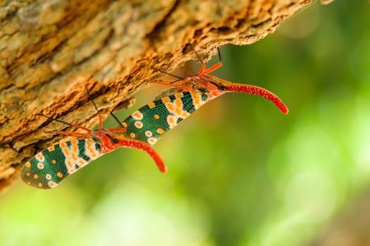 colorful  of two Pyrops candelaria Insect,Asian Thailand
Couple Lanternfly colorful insect