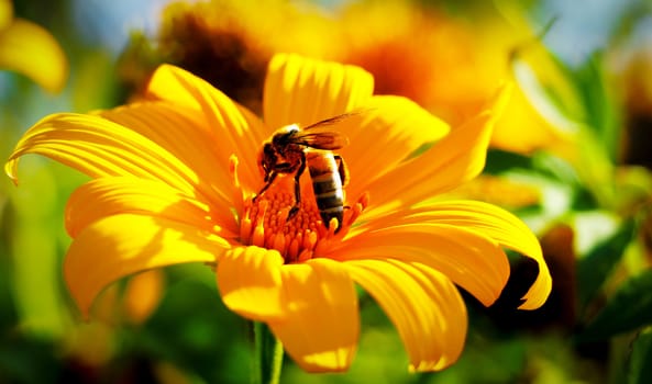 The bee is feeding on yellow flowers.Apidae,Tetragonula carbonaria
