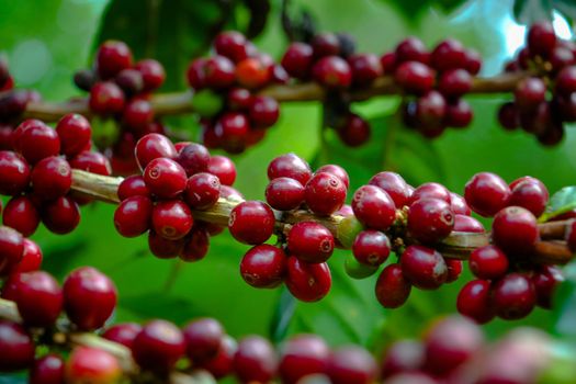 The colorful of raw coffee beans.Red coffee beans