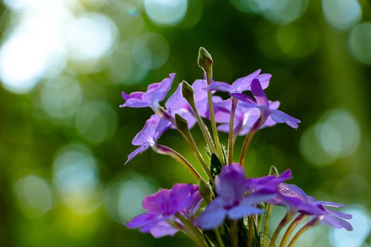 The Small violet flowers with the green nature,close up