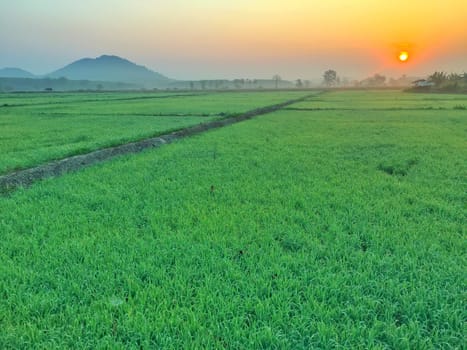 The sun rises in the morning in the middle of the rice field.