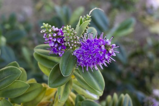 macro sticky purple flower in the foreground