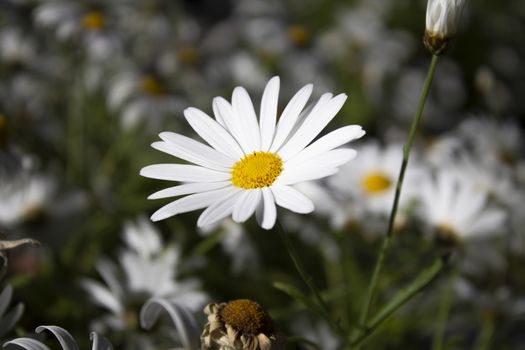 big white daisy on green grass macro