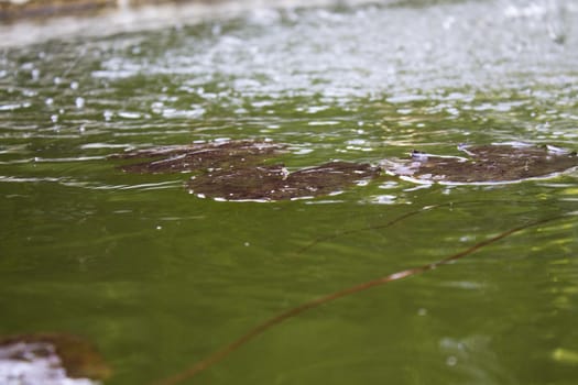 Small lake with floating leaves of lotus flowers