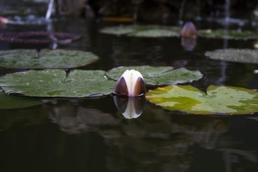 Small lake with floating leaves of lotus flowers