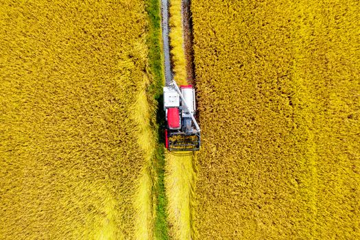 Aerial view of Combine harvester in a rice field during harvest time.