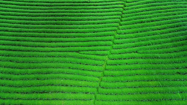 Green tea bud and leaves. Green tea plantations in morning.