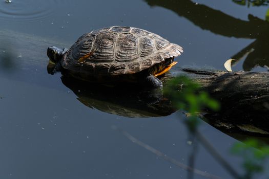 Beautiful sea turtle on a log