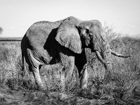 Old wrinkled elephant standing in african bush