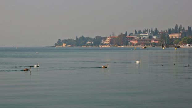 Swans Swimming across Lake Garda at Sirmione