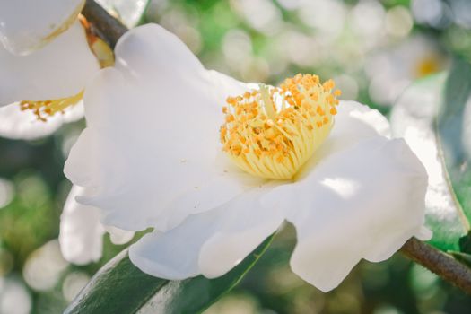 Flowers of tea Plantation on mountain