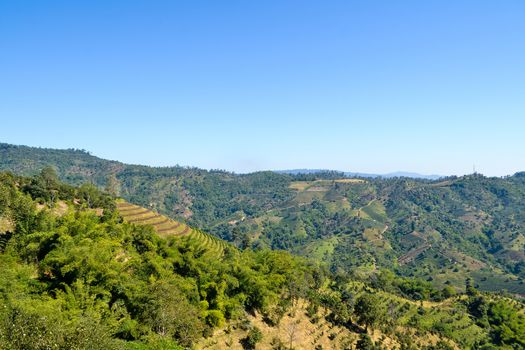 Landscape of forest and mountain