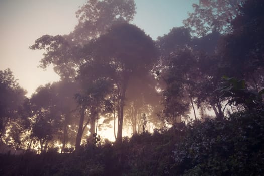 Landscape of forest and mountains among mist