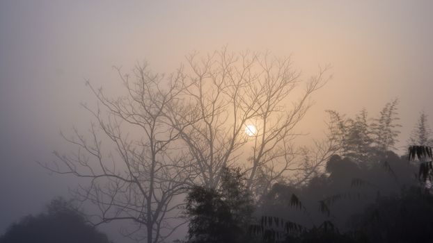 Landscape of forest among mist