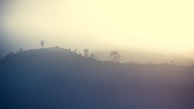 Landscape of forest and mountains among mist