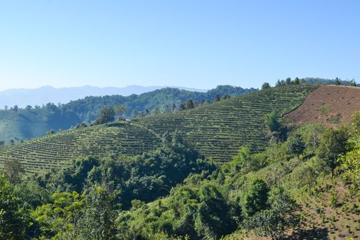 Landscape of Tea Plantation planted on mountain