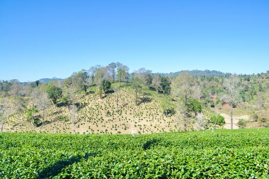 Landscape of Tea Plantation planted on mountain