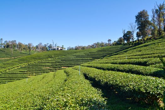 Landscape of Tea Plantation planted on mountain