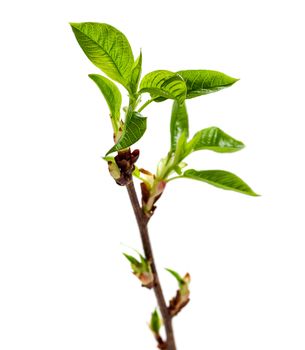 Growing New leaves is spring season isolated on white