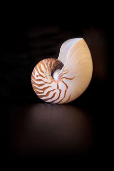 Chambered Nautilus seashell Nautilus pompilius pompilius isolated on a black background