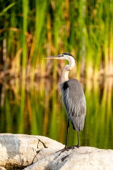 Great blue heron wading bird Ardea herodias perches on a rock in a marsh as it fishes for food in Naples, Florida
