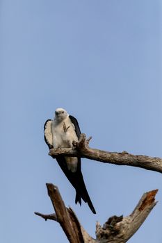 White and grey male swallow-tailed kite Elanoides forficatus perches on a dead tree in Naples, Florida